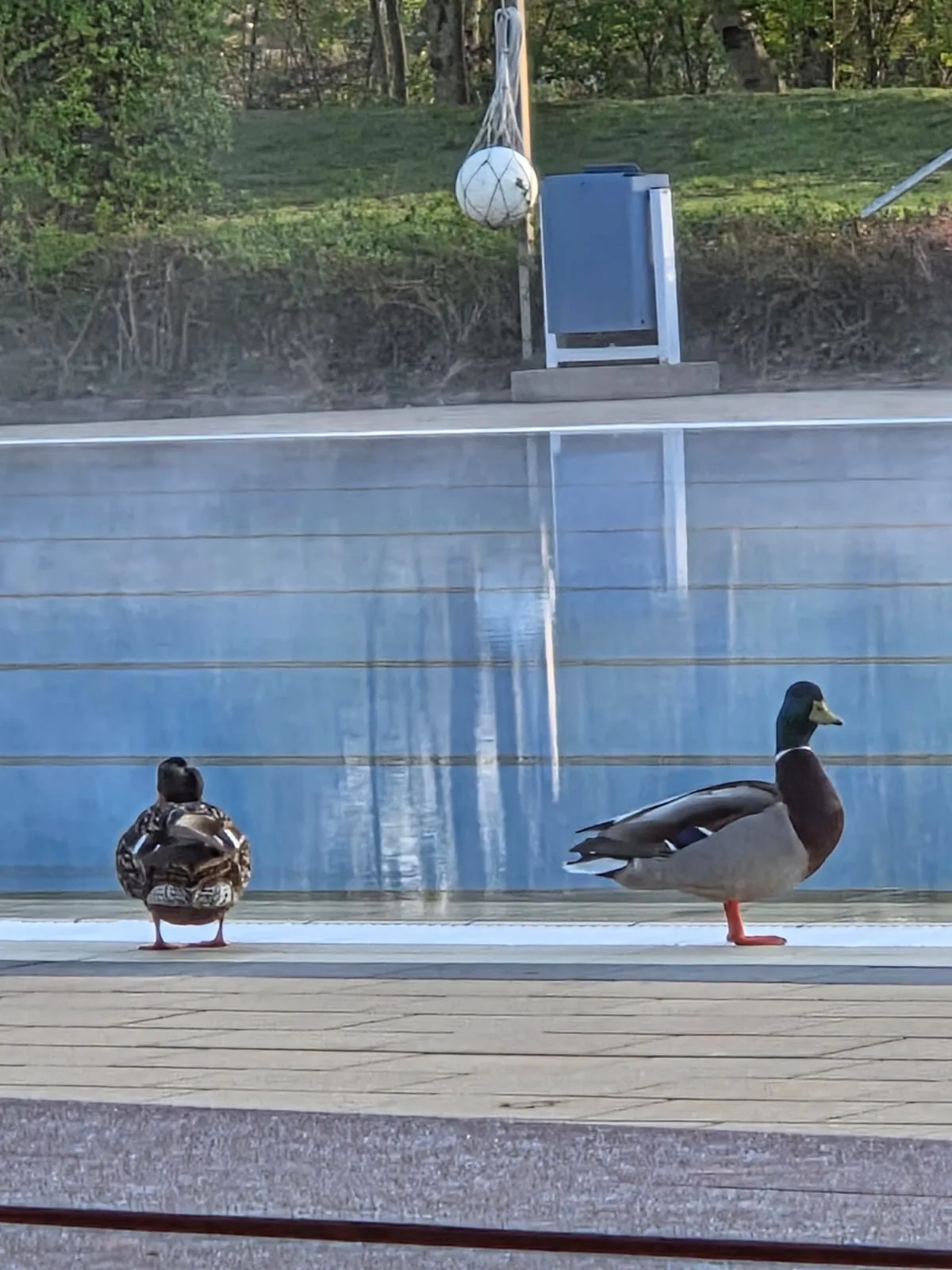 Ernie und Trinchen – die beiden Enten am Beckenrand des frisch befüllten Schwimmerbeckens